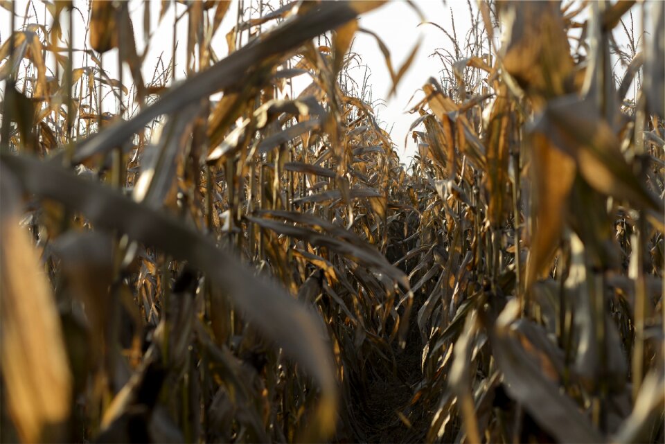 Crops plants agriculture