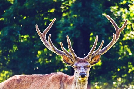 Nature animal world red deer photo