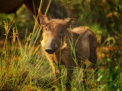 Calf sunlight close photo