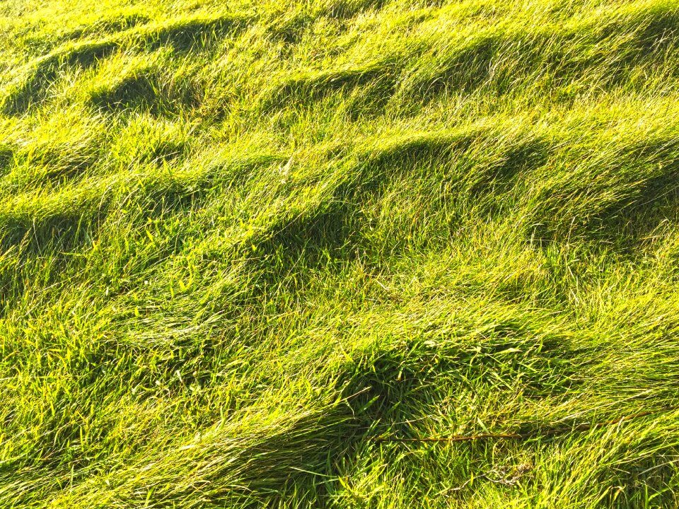 Green plant game grass