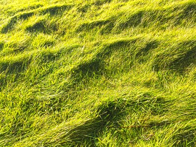 Green plant game grass