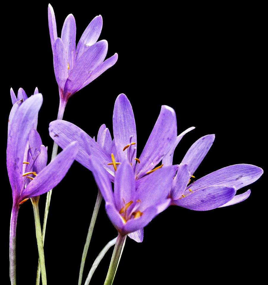 Autumn timeless colchicum autumnale plant