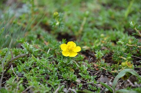 Flower grass after the rain