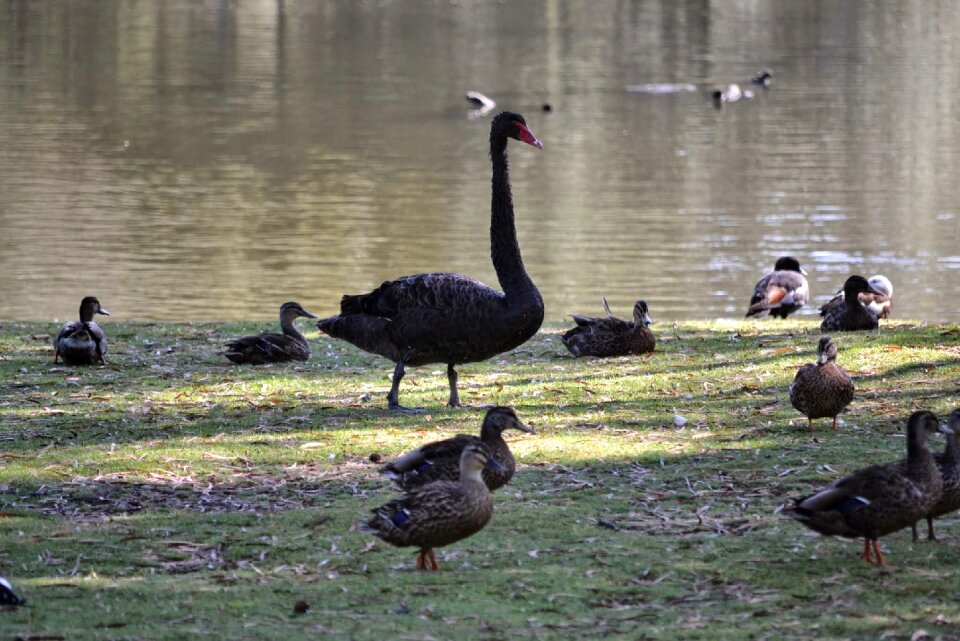 Nature bird duck