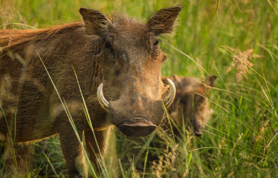 Warts savanna safari