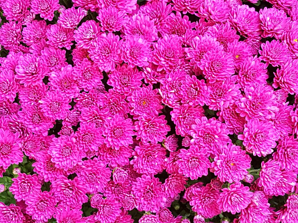 Pink flower bright in autumn