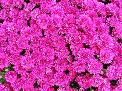 Pink flower bright in autumn