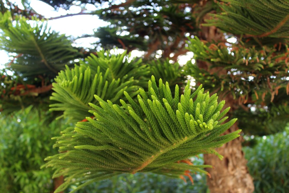 Tree in greece spruce plant