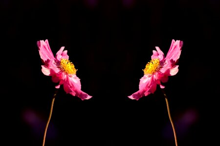 Flower twin double