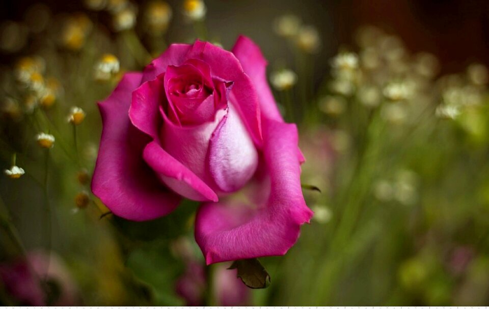 Plant garden rose