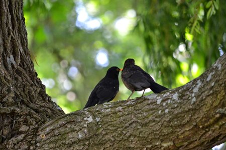 Love care green care