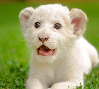 Adorable eyes color