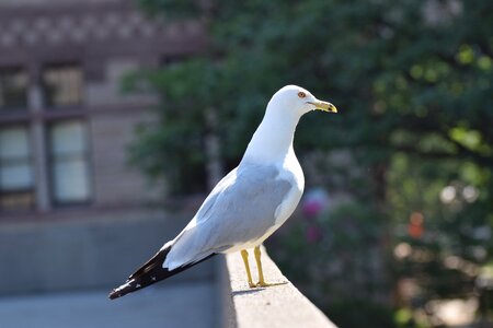 Sunny animal gull photo