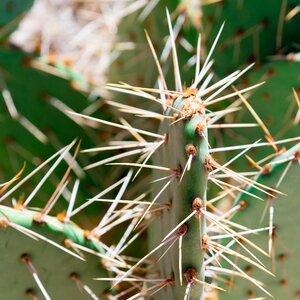 Sharp prickly succulent