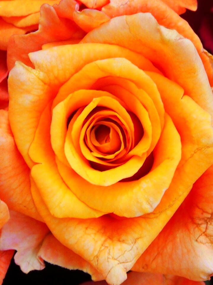 Orange nature blossom