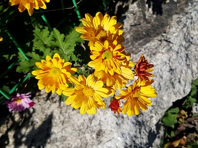 Yellow flowers asteraceae autumn photo