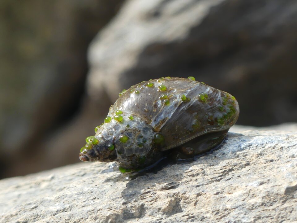 Water snail aquarium water creature