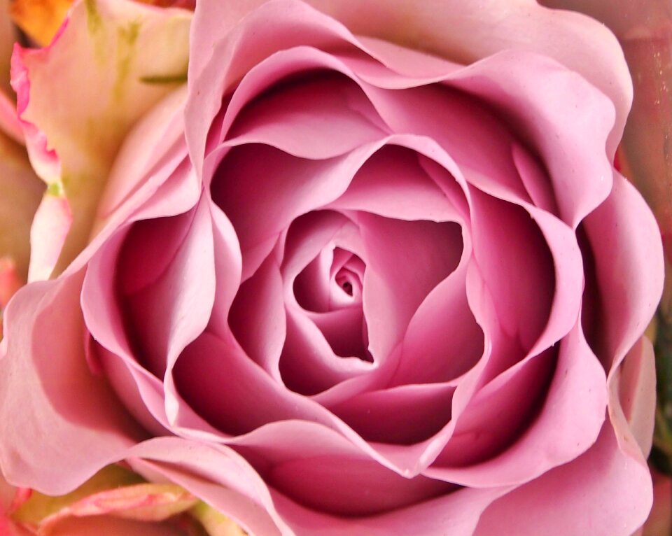 Flowers love romance lilac