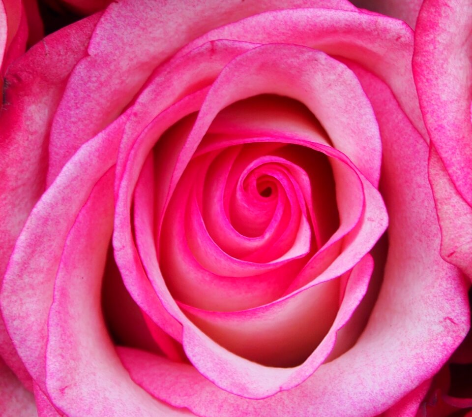 Roma table pink close up