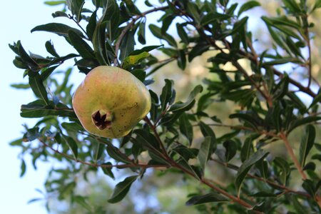 Plant fruit fetus