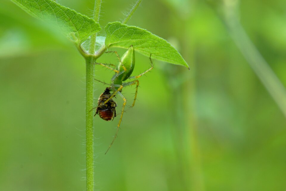 Predator tlapa de comonfort gro