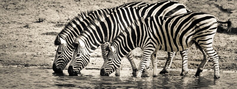 Savanna nature africa