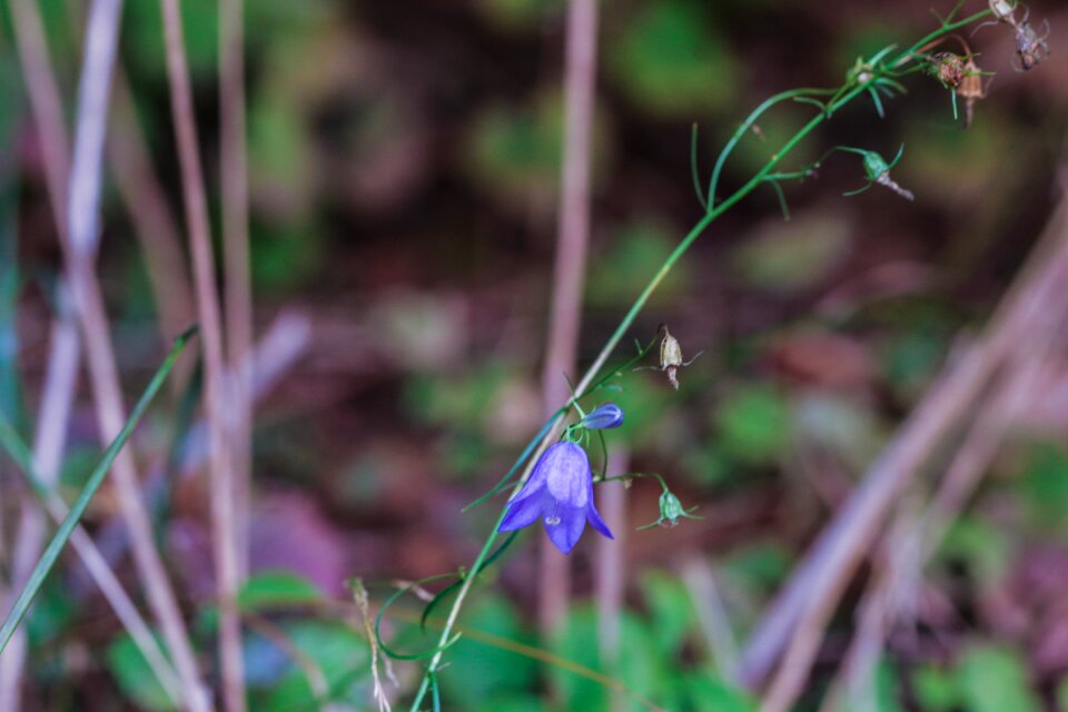 Wildflower nature straw