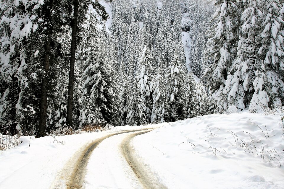 Highway the alps forest