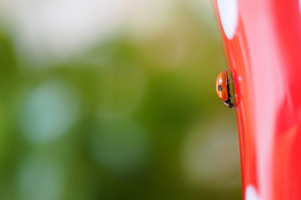 Outdoors insect ladybird