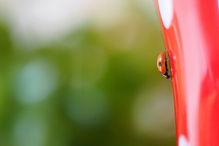 Outdoors insect ladybird