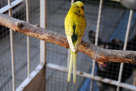 Parrot animal summer