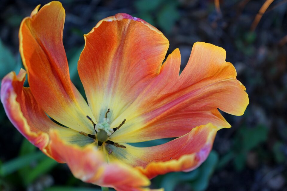 Flower garden landscape garden nature