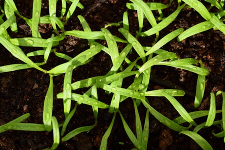 Green plant plants