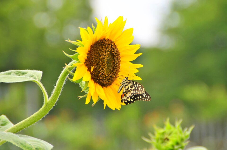 Flower wildlife green sunflower