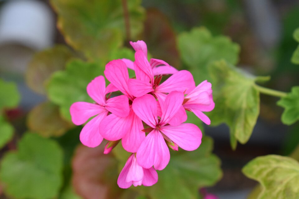 Garden summer plant