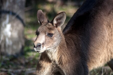 Animal portrait eastern grey kangaroo