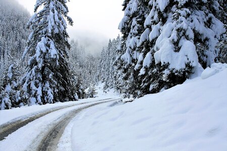 Forest mountains the alps
