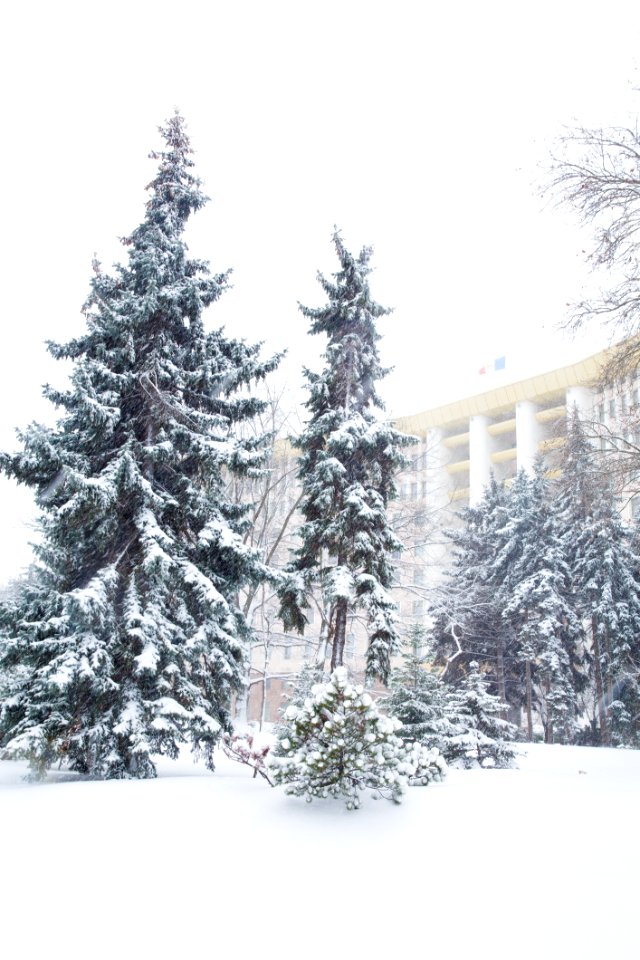28.01.2021 Iarna în scuarul Parlamentului Republicii Moldova (50884166782)