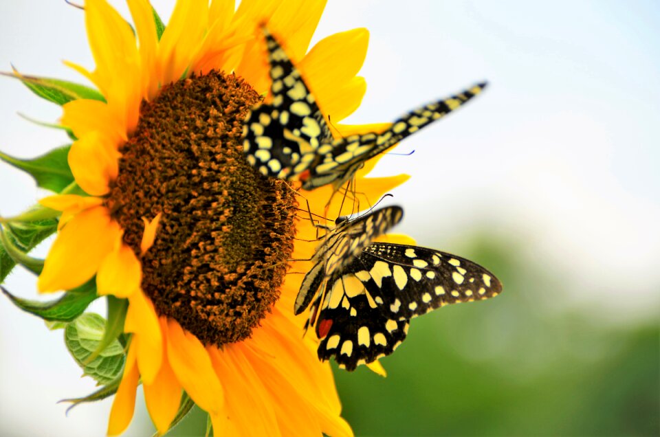 Sunflower flower wildlife
