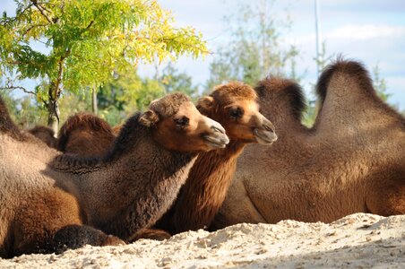 Animal camel camel herd photo