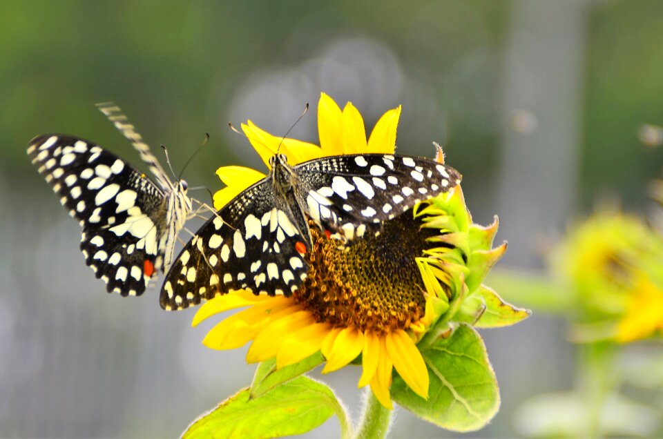 Sunflower flower wildlife