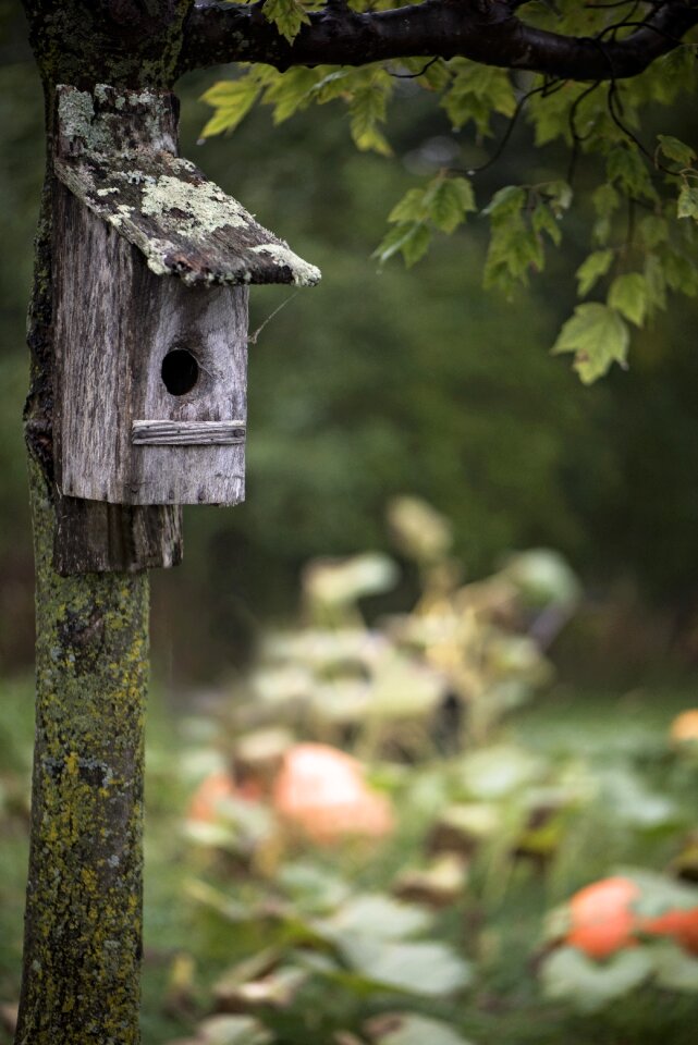 Bird house fall tree