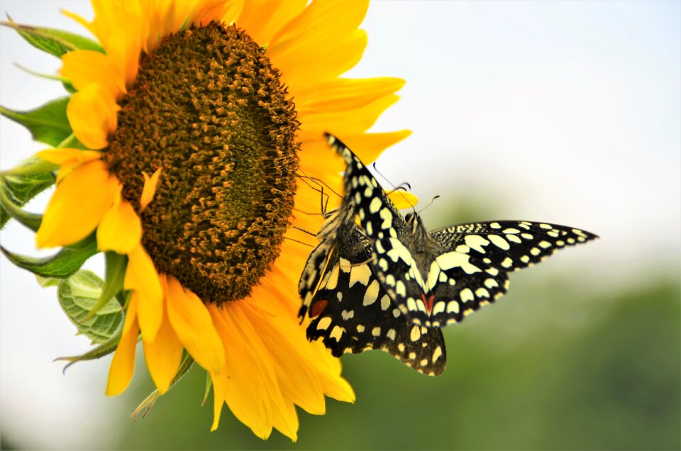 Sunflower flower wildlife