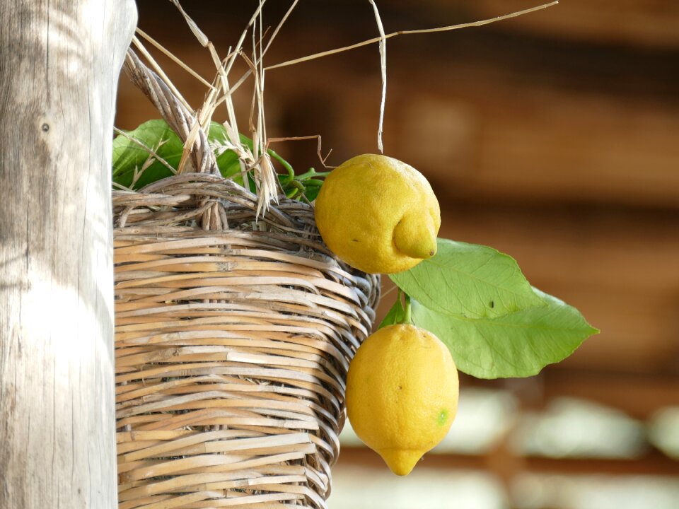 Leaf nature lemons