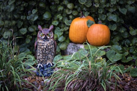Halloween autumn spooky