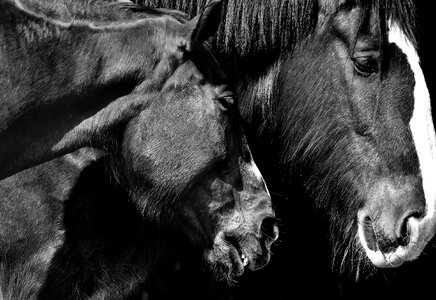 Friendship affection animals