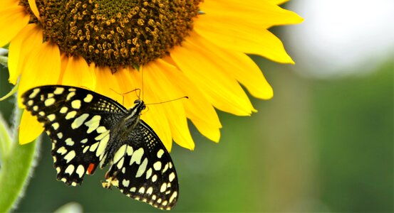 Sunflower flower wildlife