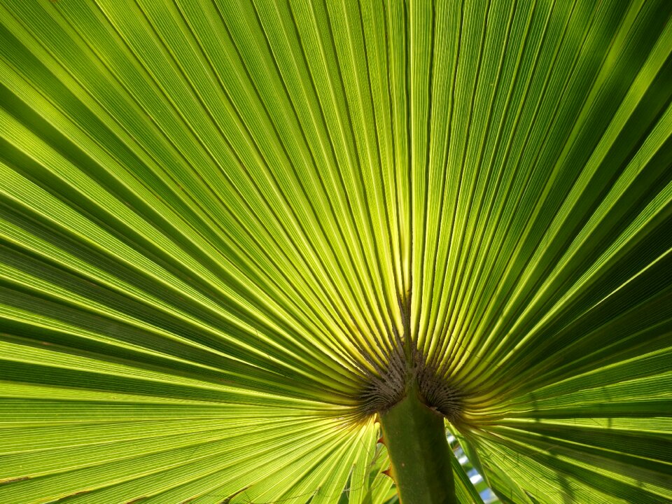 Subjects plant pattern