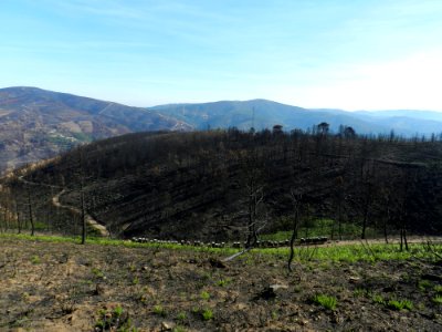 After the fires. . Serra da Lousã, Portugal, 2017. (32038269618) photo