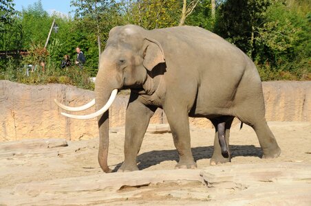 Animal world elephant elephant boy photo